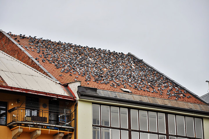 A2B Pest Control are able to install spikes to deter birds from roofs in Melksham. 